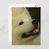 Cartes postales Samoyed Dog (Devant / Derrière)