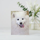 Cartes postales Samoyed Dog (Debout devant)