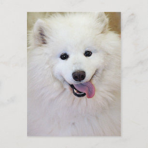 Cartes postales Samoyed Dog