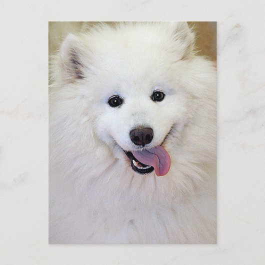 Cartes postales Samoyed Dog (Devant)