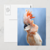 Cartes postales saumons Crested Cockatoo (Devant / Derrière)