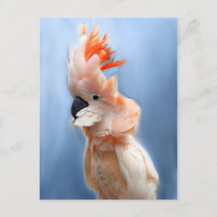 Cartes postales saumons Crested Cockatoo