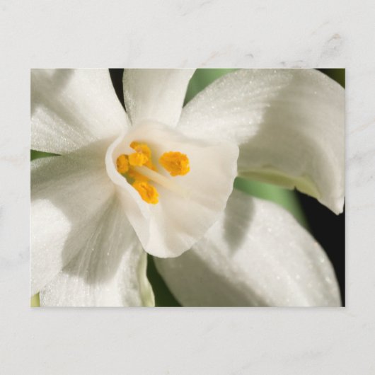 Cartes Postales Save The Date Noir Et Blanc (Devant)