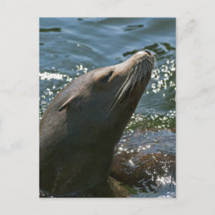Cartes postales Sea Lion