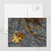 Cartes postales Sequoia (Devant / Derrière)