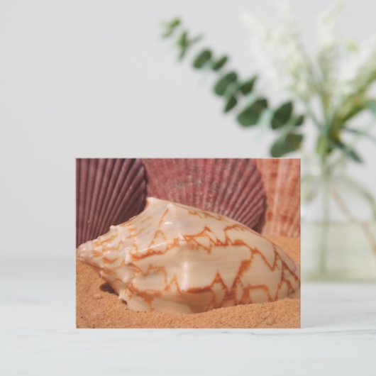 Cartes postales Shells 619 (Debout devant)