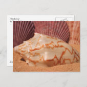Cartes postales Shells 619 (Devant / Derrière)