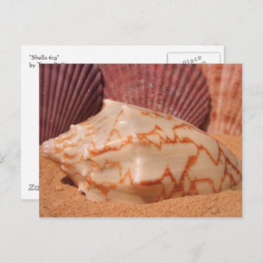 Cartes postales Shells 619 (Devant / Derrière)