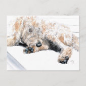 Cartes postales Sleepy Labradoodé (Devant)