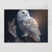 Cartes Postales snowy owl (Devant)