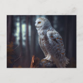 Cartes Postales snowy owl (Devant)
