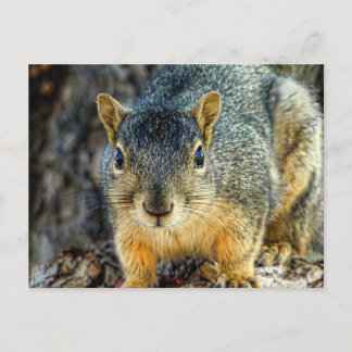 Cartes postales Sparky Squirrel