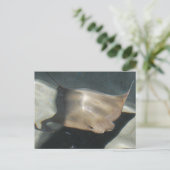 Cartes postales Stingray (Debout devant)