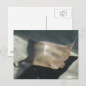 Cartes postales Stingray (Devant / Derrière)