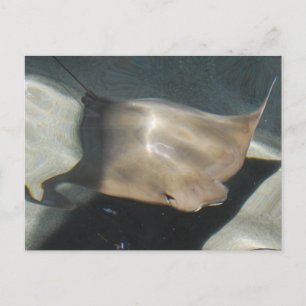 Cartes postales Stingray