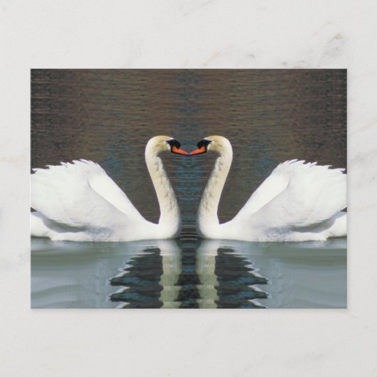 Cartes postales Swan Heart (Devant)