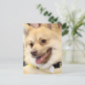 Cartes postales Tan German Spitz Chig (Debout devant)
