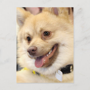 Cartes postales Tan German Spitz Chig