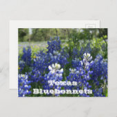 Cartes postales texanes ! (Devant / Derrière)