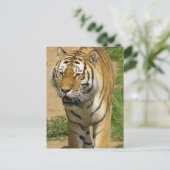 Cartes postales Tiger Prowl (Debout devant)