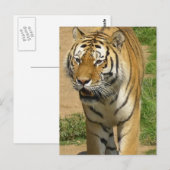Cartes postales Tiger Prowl (Devant / Derrière)