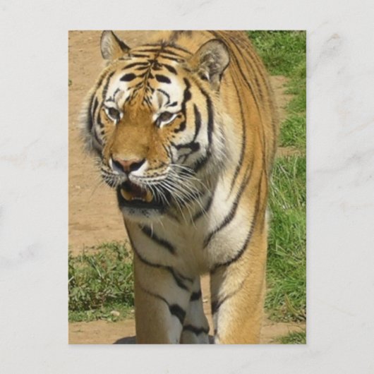 Cartes postales Tiger Prowl (Devant)