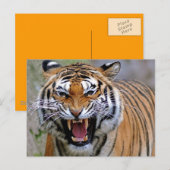 Cartes postales Tigre en colère (Devant / Derrière)