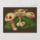 Cartes postales Toadstools (Devant)