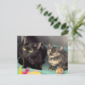 Cartes postales Tortoiseshell Kitten/Black Cat (Debout devant)