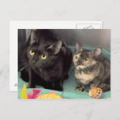 Cartes postales Tortoiseshell Kitten/Black Cat (Devant / Derrière)