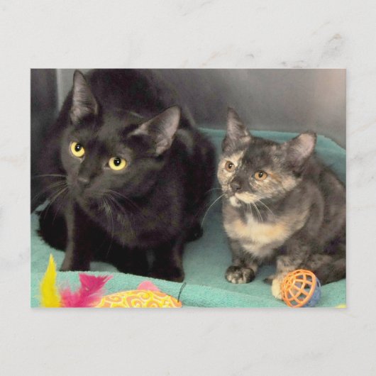 Cartes postales Tortoiseshell Kitten/Black Cat (Devant)