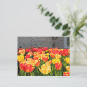 Cartes postales Tulip (Debout devant)