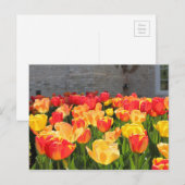 Cartes postales Tulip (Devant / Derrière)