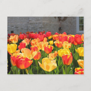 Cartes postales Tulip