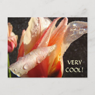 CARTES POSTALES TULIPES Gouttes de pluie Printemps