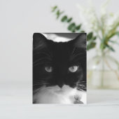 CARTES POSTALES TUXEDO CAT (Debout devant)