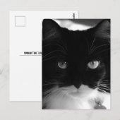 CARTES POSTALES TUXEDO CAT (Devant / Derrière)