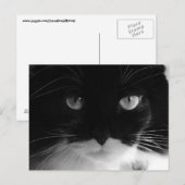 Cartes postales TUXEDO CAT (Devant / Derrière)