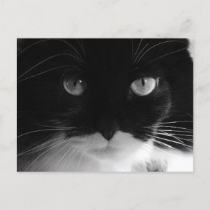Cartes postales TUXEDO CAT