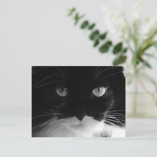 Cartes postales TUXEDO CAT (Debout devant)