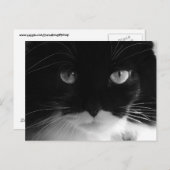 Cartes postales TUXEDO CAT (Devant / Derrière)