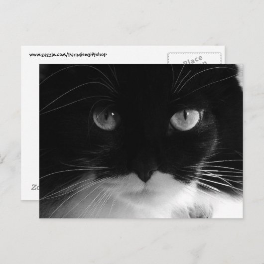Cartes postales TUXEDO CAT (Devant / Derrière)