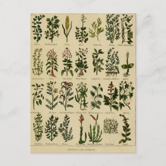 Cartes postales vintages à base de plantes - 2 (Devant)