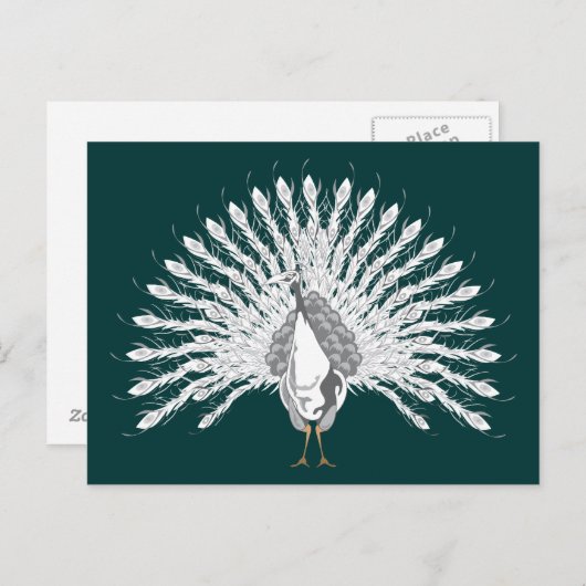 Cartes postales White Peacock (Devant / Derrière)