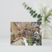 Cartes postales Wolf Spider (Gladicosa gulosa) (Debout devant)