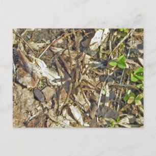Cartes postales Wolf Spider (Gladicosa gulosa)