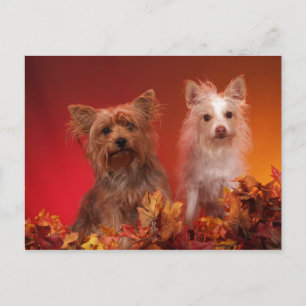 Cartes postales Yorkie et ses amis