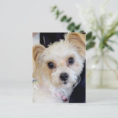 Cartes postales Yorkshire (Yorkie)/Shih Tzu (Debout devant)