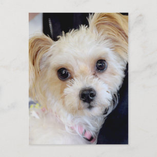 Cartes postales Yorkshire (Yorkie)/Shih Tzu