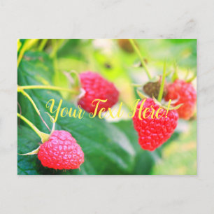Cartes postales Yummy Red Green Strawberries